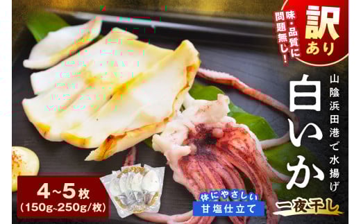 【訳アリ】白いか一夜干し (150g〜250gx4〜5枚) 訳アリ 小分け いか 白いか 無添加 個包装 一夜干し 産地直送 【136_2003】島根県浜田市13000魚介・海産物イカ・タコ・ウニ