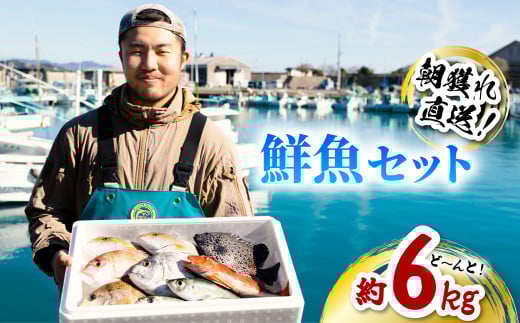 産地直送! 海陽町より旬の魚をお届け! 鮮魚セット 大セット 約6kg  詰め合わせ徳島県海陽町25000魚介・海産物鮮魚
