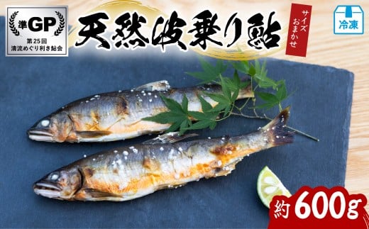 天然波乗り鮎 約600g サイズおまかせ 4〜12尾 鮎 天然 約600g あゆ アユ 天然鮎 清流 海部川 川魚 冷凍徳島県海陽町20000魚介・海産物鮮魚