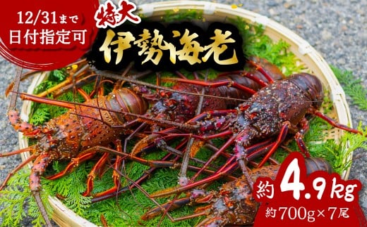 伊勢海老 特大 約4.9kg 約700g×7尾 伊勢えび 伊勢エビ いせえび イセエビ 海老 えび エビ 海鮮 海産物 海の幸 おせち 高級 国産 海鮮 ギフト徳島県海陽町147000魚介・海産物エビ