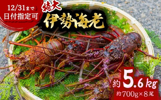 伊勢海老 特大 約5.6kg 約700g×8尾 伊勢えび 伊勢エビ いせえび イセエビ 海老 えび エビ 海鮮 海産物 海の幸 おせち 高級 国産 海鮮 ギフト徳島県海陽町166000魚介・海産物エビ