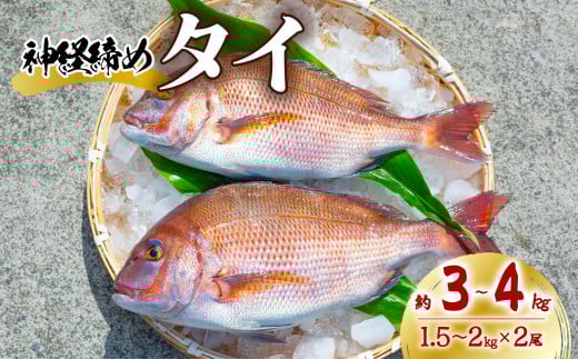 タイ 神経締め 2尾 計約3〜4kg 鯛 たい 真鯛 マダイ 鮮魚 産地直送 冷蔵 養殖 国産徳島県海陽町26000魚介・海産物鮮魚