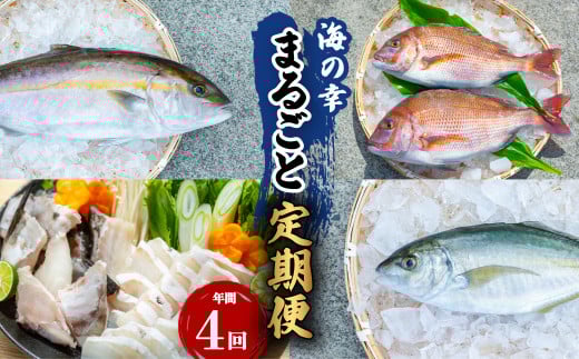 【定期便全4回】海の幸まるごと定期便 クエ くえ クエ鍋 タイ たい 鯛 カンパチ かんぱち 勘八 シマアジ しまあじ徳島県海陽町121000魚介・海産物鮮魚