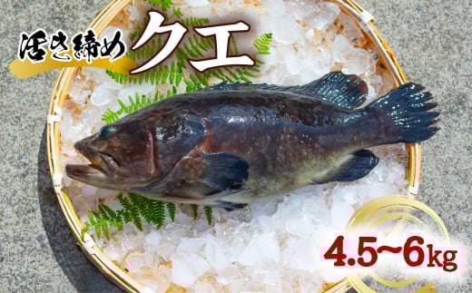 クエ 活き締め 4.5〜6kg 本クエ アラ 鮮魚 クエ鍋 高級 高級魚 産地直送 冷蔵 養殖 国産 九絵徳島県海陽町150000魚介・海産物鮮魚