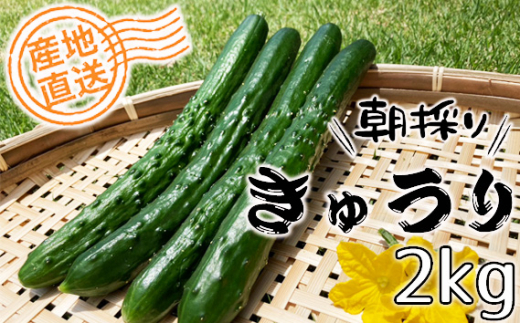 No.515 【産地直送】シャキッと朝採れきゅうり 2kg / キュウリ 胡瓜 野菜 採れたて 新鮮 埼玉県埼玉県鴻巣市6000お茶・飲料果汁・野菜飲料