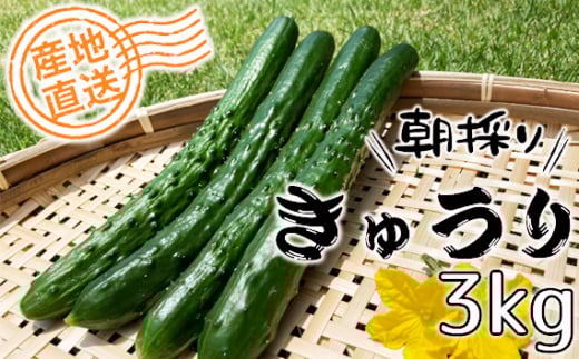 No.517 yYnzVLbƒ̂ꂫイ@3kg ^ LE ӉZ  ̂ꂽ VN ʌʌs8000Eʏ`E؈