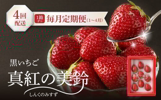 ★予約受付★杉山いちご農園 玄海町産いちご“真紅の美鈴(しんくのみすず)” 毎月定期便 /  黒いちご 黒イチゴ 真紅の美鈴 しんくのみすず 苺 いちご イチゴ 希少 品種 果物 くだもの