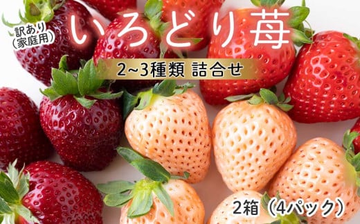 ★予約受付★杉山いちご農園【2026年2月〜5月 順次配送】玄海町産いろどりいちご詰め合わせ(家庭用・訳あり)/ いちご さがほのか 白いちご 淡雪 あわゆき 黒いちご 真紅の美鈴 希少 果