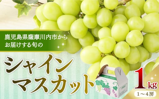 【先行予約】【数量限定】鹿児島県産シャインマスカット 1kg (1〜4房) 「2026年7月下旬より順次出荷予定」 AS-479鹿児島県薩摩川内市14000果物・フルーツマスカット・ぶどう