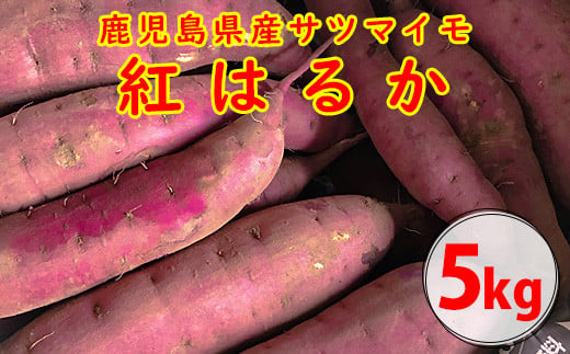 ZS-906 【2025年内発送】【農家直送】ママたちの想いをギュッ!薩摩で育てたさつまいも(紅はるか)洗い5kg 中サイズ鹿児島県薩摩川内市9000野菜・きのこじゃがいも・イモ類