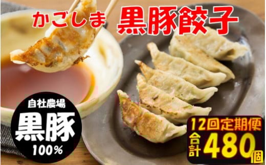 JS-110 【12回定期便】かごしま黒豚餃子 合計480個 ぎょうざ ギョーザ 薩摩八重ファーム 工房みかく亭鹿児島県薩摩川内市110000鍋セット・総菜・加工食品総菜