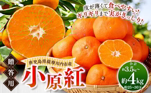 AS-0110 小原紅(贈答用)約3.5kg〜4kg(約25玉〜約30玉)【2025年12月中旬以降順次発送】 みかん 蜜柑 ミカン 幻のみかん 果物 くだもの 贈答用鹿児島県薩摩川内市10000果物・フルーツみかん・柑