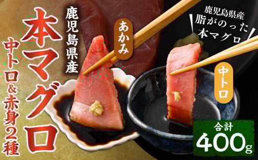 BS-379 鹿児島県産本マグロ 中トロ&赤身セット 合計400g 本マグロ 大トロ 赤身 刺し身 セット 魚鹿児島県薩摩川内市23000魚介・海産物鮮魚