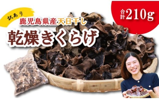 \訳アリ”/鹿児島県産天日干し乾燥きくらげ 合計210g 国産 訳あり 訳アリ 業務用 乾燥きくらげ 野菜 きのこ 健康 食物繊維 低カロリー エムズ わか農園 サラダ みそ汁 スープ 炒め物 煮物
