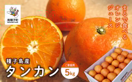 《 先行予約 》【2026年2月中旬〜3月中旬頃順次発送】種子島産タンカン(ご家庭用) 5kg(24玉〜36玉)鹿児島県南種子町18000果物・フルーツみかん・柑橘類