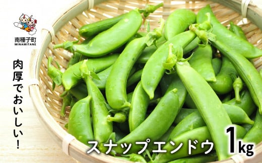 【先行予約】スナップエンドウ 人気 種子島産 返礼品 南種子町 鹿児島 かごしま 【のっちーよ種子島】鹿児島県南種子町14000野菜・きのこその他 野菜