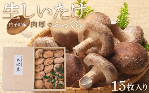 内子町産 生しいたけ 15枚入【しいたけ きのこ 生椎茸 シイタケ キノコ 茸 椎茸 美味しい 椎茸 なましいたけ シイタケ 大人気 しいたけ 椎茸 しいたけ シイタケ 生しいたけ 生椎茸 野菜 やさ