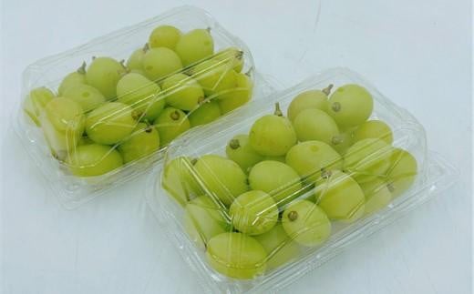 内子町産 シャインマスカット 約700g パック詰め <2026年8月下旬〜発送開始>【シャインマスカット 大人気 愛媛県 シャインマスカット 美味しいシャインマスカット 人気 シャインマスカッ