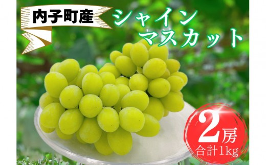 内子町産 シャインマスカット 秀品 2房 1.0kg <2026年8月下旬〜発送開始>【シャインマスカット 大人気 愛媛県 シャインマスカット 美味しいシャインマスカット 人気 シャインマスカット