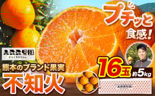 不知火 贈答用 先行予約 熊本のブランド果実 不知火 16玉 約5kg 未来来農園 デコポン と同品種 でこぽん フルーツ 果物 みかん ミカン 柑橘 しらぬい 《2026年4月上旬-4月下旬頃出荷》熊本県 葦