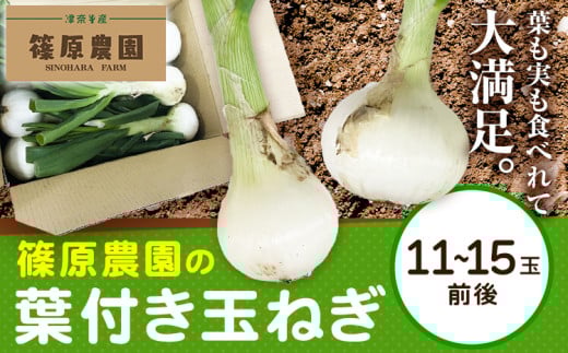 葉付き玉ねぎ 11〜15玉前後 篠原農園《1月上旬-3月上旬頃出荷》熊本県 葦北郡 津奈木町 野菜 たまねぎ バーベキュー ホイル焼き熊本県津奈木町7500野菜・きのこ玉ねぎ・ねぎ