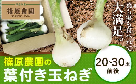 葉付き玉ねぎ 20〜30玉前後 篠原農園《1月上旬-3月上旬頃出荷》熊本県 葦北郡 津奈木町 野菜 たまねぎ バーベキュー ホイル焼き熊本県津奈木町12500野菜・きのこ玉ねぎ・ねぎ