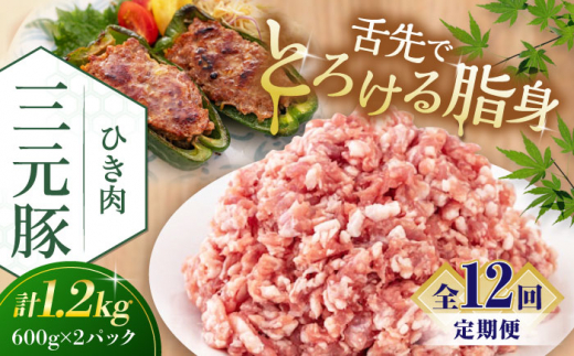 yS12ցzcq Ђ 1.2kg (600g×2P) sΕʒtycqz  ؓ ~` ؃~` Lq   Ⓚz   kC cq O [AJAP125] 156000 156000~kC