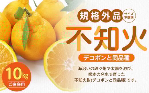 【規格外品】不知火 (デコポンと同品種) ご家庭用 10kg サイズ不選別 しらぬい みかん 果物 くだもの フルーツ 【2026年1月下旬〜3月下旬迄発送予定】熊本県熊本市10000果物・フルーツみかん・