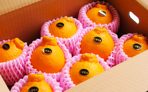 熊本フルーツ定期便3回(3月.4月.5月)【2026年3月上旬〜5月下旬迄順次発送予定】 フルーツ 果物 メロン すいか 不知火 ギフト 贈答 定期便 定期 熊本産熊本県熊本市36000果物・フルーツメロン