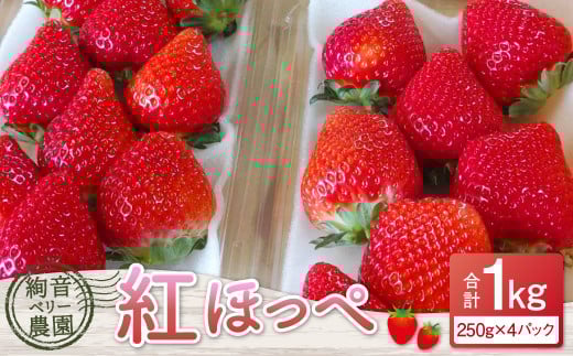 絢音ベリー農園 絢 いちご 紅ほっぺ 1kg (250g×4パック) 苺 先行予約 熊本県 フルーツ 厳選 【2025年12月上旬〜2026年4月下旬迄順次発送予定】熊本県熊本市11000果物・フルーツいちご