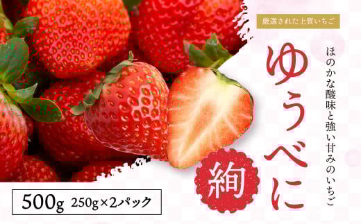 【絢】 いちご 約500g (約250g×2) ゆうべに 苺 【絢音ベリー農園】 厳選 希少 【2026年3月上旬〜4月下旬迄発送予定】 イチゴ 果物 果実 フルーツ 熊本県産 国産 九州 熊本県 熊本市 冷蔵熊本県