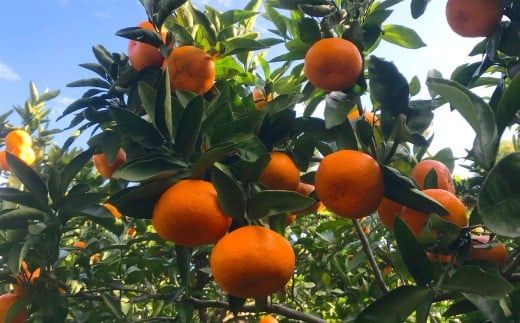 熊本県 河内産 みかん 青島 5kg 有機肥料使用 【2026年1月上旬〜1月下旬迄発送予定】 / あおしま 青島みかん ミカン 蜜柑 晩生みかん おくてみかん 晩生 温州みかん うんしゅうみかん 河内み