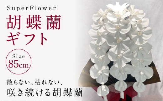 SuperFloweruӒMtgv `H| H| X[p[t[ Y { F{Y Ӓ R`E 傤  F{ F{sF{F{s110000ߗށEiEH|ȋ 