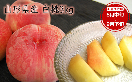 《先行予約 2026年度発送》【山形県産】白桃3kg(7〜12玉)  もも モモ 桃 デザート フルーツ 果物 くだもの 果実 食品 山形県 FSY-2499山形県14000果物・フルーツもも・すもも