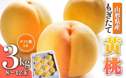 【先行受付 令和8年度発送】山形もぎたて黄桃約3kg ギフト箱入り  もも モモ 桃 デザート フルーツ 果物 くだもの 果実 食品 山形県 FSY-2536山形県14000果物・フルーツもも・すもも