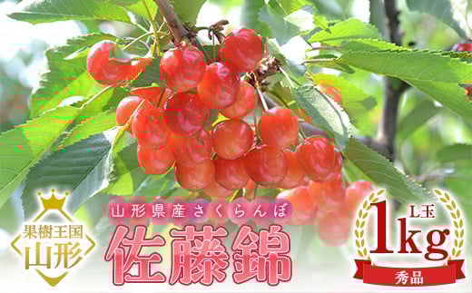 y2026NY s\zR`Y  Gi L 1kg (500g×2pbN) ϔ FSY-2199R`26000ʕEt[c