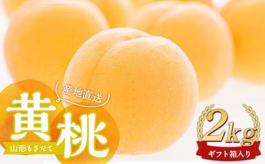 yst ߘa8NxzR`ĉ2kg Mtg     fU[g t[c ʕ  ʎ Hi R` FSY-2537R`12000ʕEt[cE