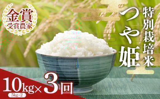【定期便3回】 特別栽培米つや姫5kg×2袋 F2Y-4022山形県85000米・パン白米