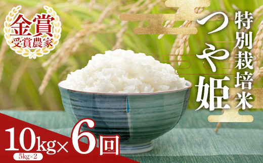 【定期便6回】 特別栽培米つや姫5kg×2袋 F2Y-4023山形県159000米・パン白米