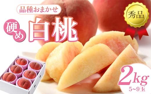 【先行予約(2026年9月より順次発送)】硬め白桃 約2kg(5玉〜9玉)秀品 FSY-2532山形県12000果物・フルーツもも・すもも
