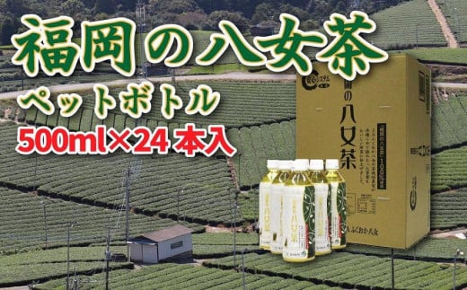 【八女産茶葉100%使用】福岡の八女茶(煎茶)500mlペットボトル24本入り福岡県大川市12500お茶・飲料お茶