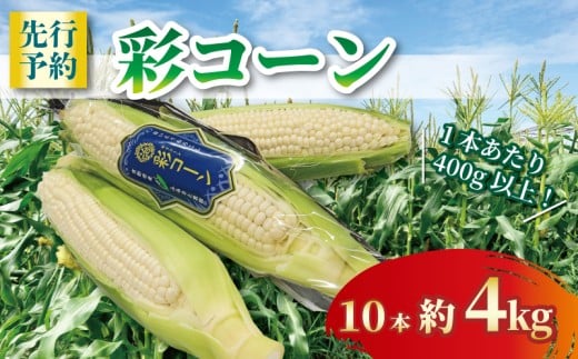先行受付 【白いとうもろこし】 彩コーン 約4kg 10本 《2026年6月〜7月発送》 ホワイトコーン とうもろこし コーン スイートコーン 朝食 昼食 夕食 デザート 甘い 国産 スイーツ おやつ 糖度 野