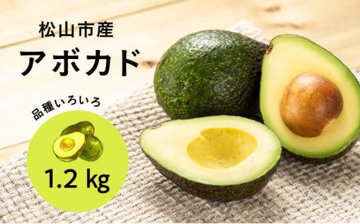 家庭用アボカド1.2Kg(松山市産/品種おまかせ)愛媛県松山市22000果物・フルーツその他 果物・フルーツ
