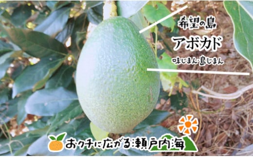【12月上旬から発送予定】希望の島 国産アボカド 1kg (ピンカートン/フェルテ/ベーコン)愛媛県松山市15000果物・フルーツその他 果物・フルーツ