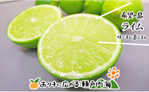 【10月上旬から発送予定】希望の島 国産ライム 1kg 小玉〜中玉 | 柑橘 ライム  ライム 柑橘 中島 ライム 柑橘 ライム  ライム 愛媛県産 ライム 柑橘 ライム  ライム愛媛県松山市6000果物・フル
