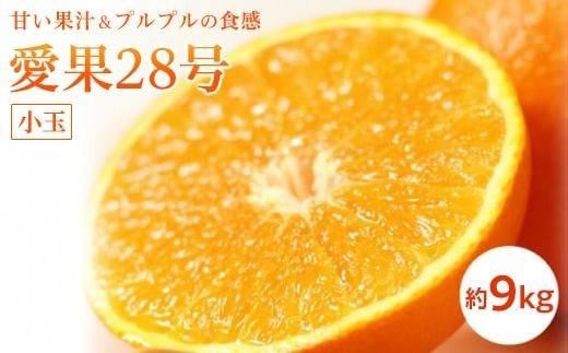 【11月中旬から発送予定】愛果28号<小玉>約9kg ( 愛媛産 愛媛県産 国産 愛媛みかん 愛媛蜜柑 愛媛ミカン みかん ミカン mikan 蜜柑 柑橘 フルーツ 果物 くだもの お取り寄せ 産地直送 数量限