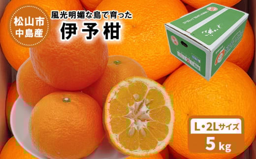 【発送は1月下旬から】 松山市中島産 伊予柑 Lから2Lサイズ 5kg ( 国産 愛媛みかん 愛媛ミカン みかん ミカン mikan 蜜柑 柑橘 フルーツ 果物 くだもの お取り寄せ 産地直送 数量限定 人気 おす