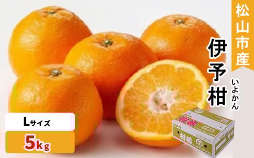 松山市産 伊予柑 秀品 Lサイズ(5kg)愛媛産  国産 愛媛みかん 愛媛蜜柑 愛媛ミカン みかん ミカン mikan 蜜柑 柑橘 フルーツ 果物 くだもの お取り寄せ 産地直送 数量限定 人気 おすすめ 愛媛