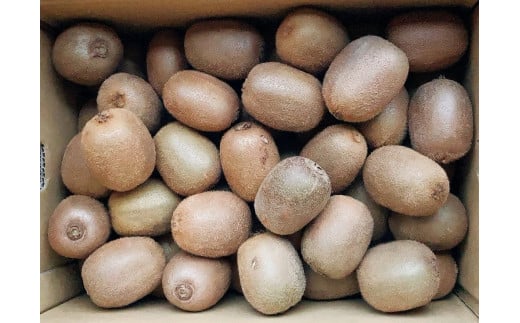 【先行予約】【発送は2026年1月中旬から】 グリーンキウイ M〜2Lサイズ(5kg) ( 国産 愛媛キウイ フルーツ 果物 くだもの お取り寄せ 産地直送 数量限定 人気 おすすめ 愛媛県 松山市  フジ