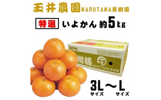 【先行予約】【2026年2月上旬頃発送】【特選】玉井農園のいよかん 5kg(3L〜Lサイズ) みかん 柑橘 いよかん フルーツ愛媛県松山市11000果物・フルーツみかん・柑橘類
